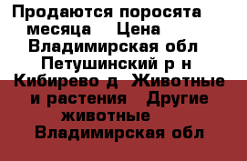 Продаются поросята 1,5 месяца  › Цена ­ 500 - Владимирская обл., Петушинский р-н, Кибирево д. Животные и растения » Другие животные   . Владимирская обл.